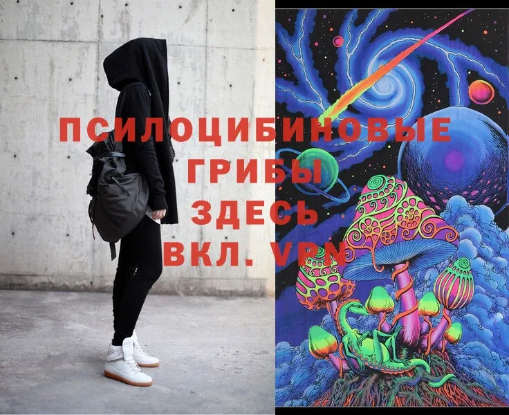 Галлюциногенные грибы Psilocybe  Бежецк 